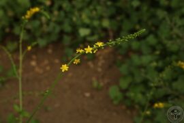 龙牙草10.jpg