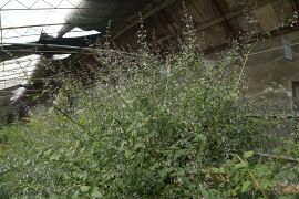 蓝萼香茶菜04.jpg