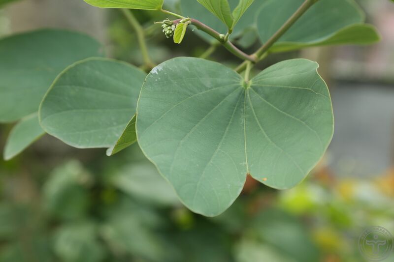 文件:羊蹄甲02.jpg