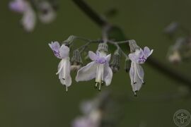 蓝萼香茶菜05.jpg