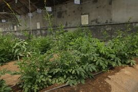 龙牙草01.jpg