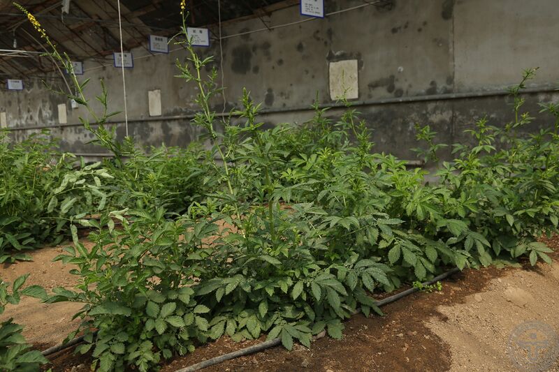 文件:龙牙草01.jpg