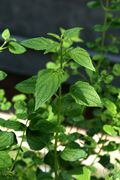 蓝萼香茶菜10.jpg