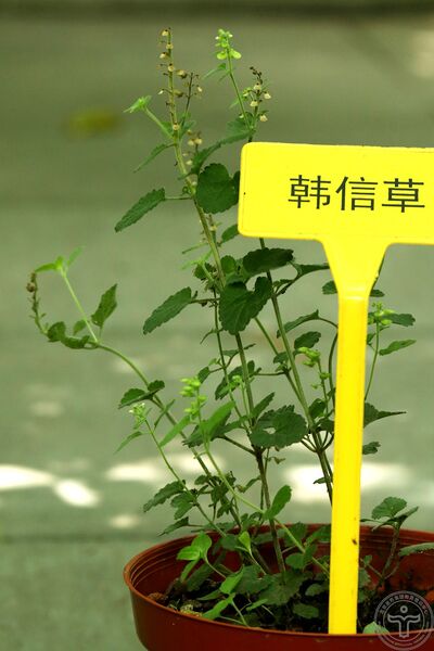 文件:韩信草04.jpg