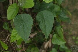 粪箕笃04.jpg