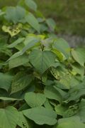 红背山麻杆03.jpg