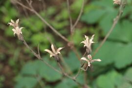 耧斗菜04.jpg