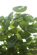 红背山麻杆04.jpg