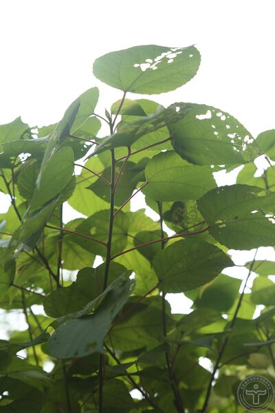 文件:红背山麻杆04.jpg