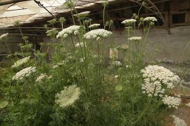 野胡萝卜08.jpg